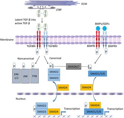 Association of TGF-β Canonical Signaling-Related Core Genes With Aortic Aneurysms and Aortic Dissections